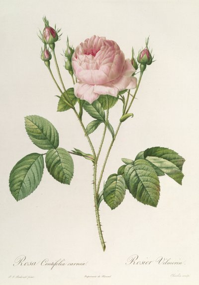 Rosa Centifolia Carnea, aus 